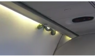 It Finally Happened! An Actual Snake On A Plane!