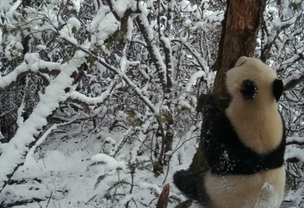 CRI Online: Climbing trees, Strolling and Juggling — Giant Pandas in Aba Prefecture Have Fun in World of Ice and Snow