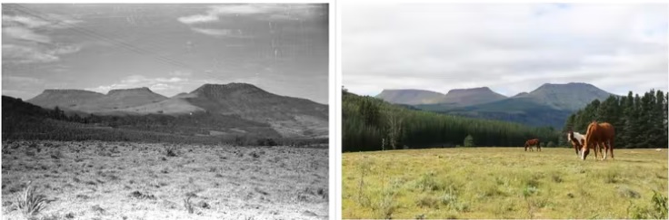 Repeat photos show change in southern African landscapes: a citizen science project