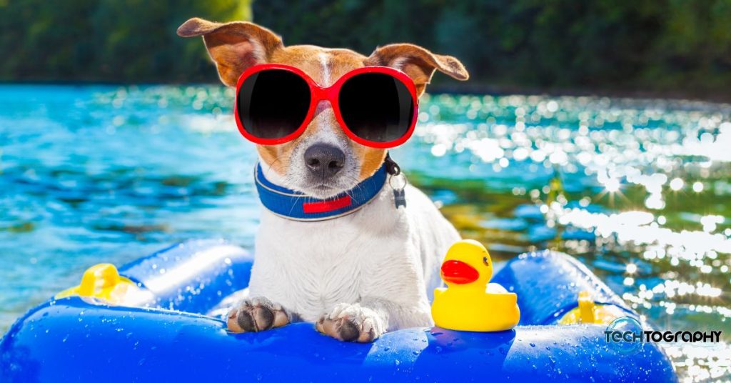 Dog with shades in the pool 
