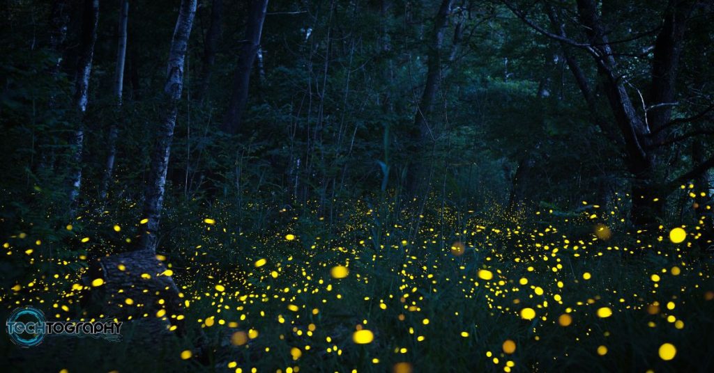 Photo of Fireflies in the Forest