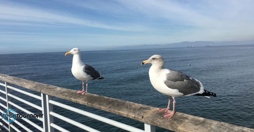 Seagulls at the pier