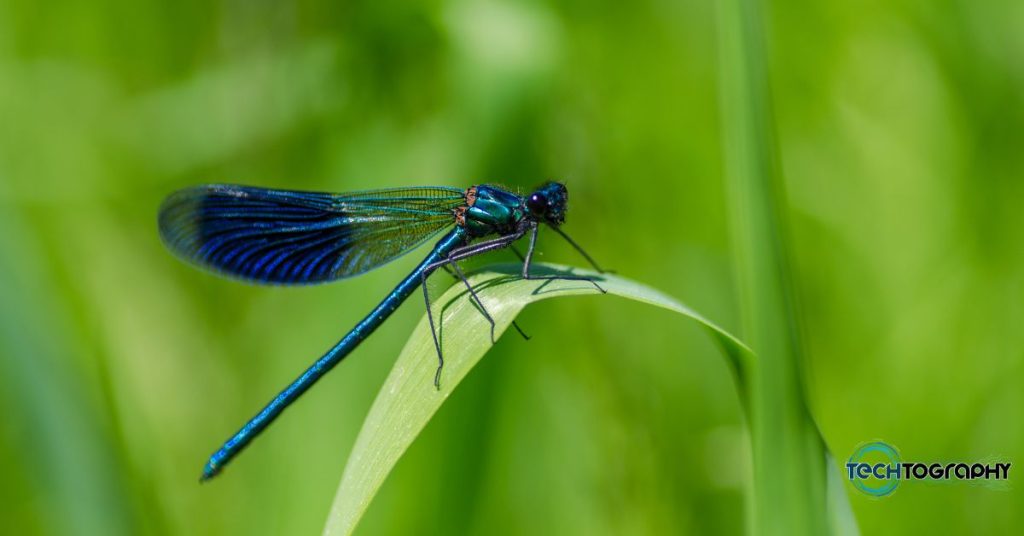 Blue Dragonfly perched on a leaf 